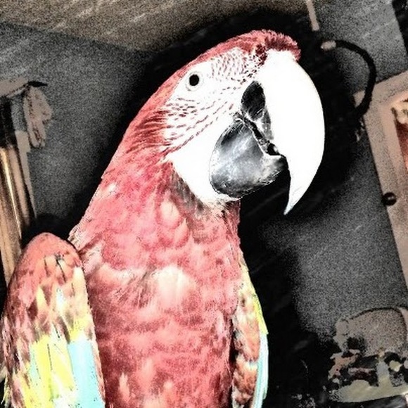 birdladyofpa